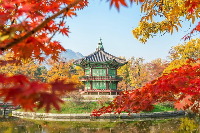 korea, tree, gyeongbokgung, seoul, nature, southkorea, maple leaves, leaf, soil, sand